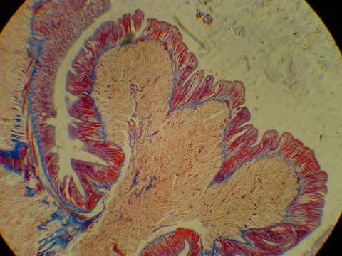 Classical histology staining