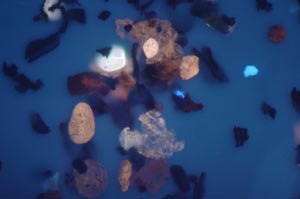 Mikrofloren aus Sedimenten